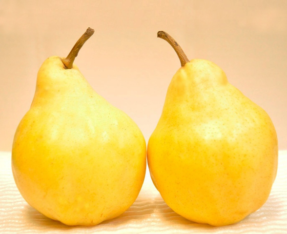 新潟県産 高級西洋梨　ル レクチエ