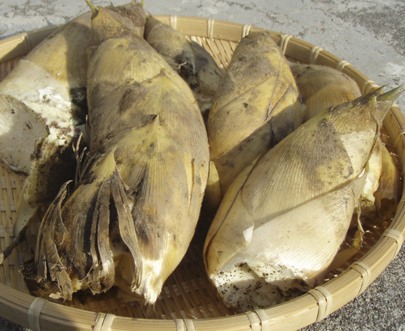 隠れた田上の銘産品　竹の子