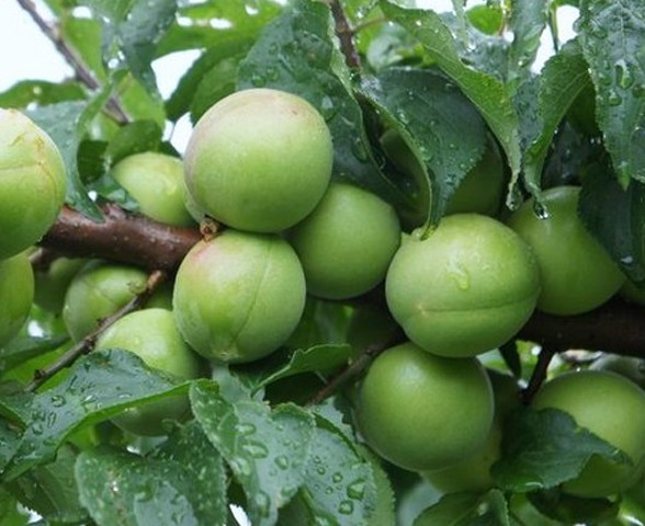 田上町のブランド梅　越の梅