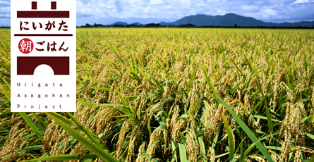 当館で使用しているお米は、新潟県産コシヒカリです。