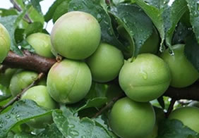 Tagami plum: Koshino Ume